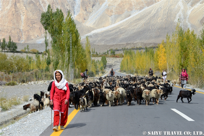 北部パキスタン・秋の風物詩　秋のパスーで家畜の移動と出会う